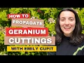Download Lagu How To Propagate Geranium Cuttings (Takes Less Than 1 Minute!)