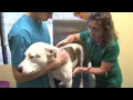 Vet Med Animal Clinic in Covington GA