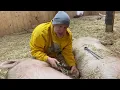 Pig Hoof Care Basics