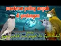 Download Lagu Masteran ampuh 🔥🔥 jingjing petulak kapas tembak dan cucak jenggot
