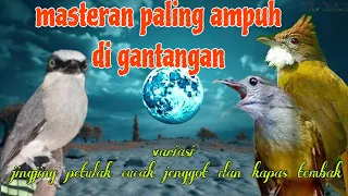 masteran ampuh jingjing petulak kapas tembak dan cucak jenggot
