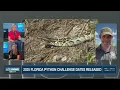 Registration opens for popular Florida Python Challenge