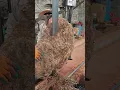 Download Lagu Golden-camphor tree machine-cutting process