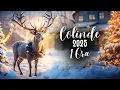 Download Lagu COLINDE 2025 🎄❤️ MIX 1 ORA Colinde Autentice Romanesti Pline de Caldura