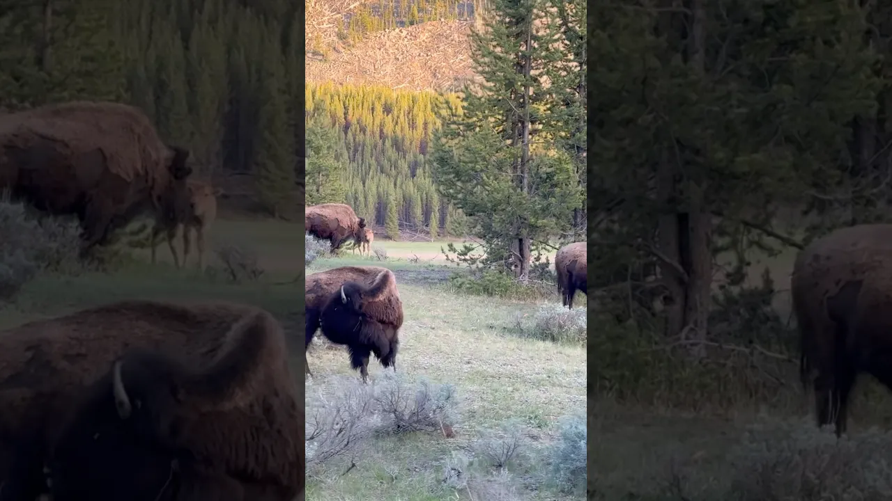 Yellowstone In Spring!