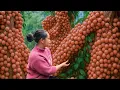 Download Lagu Harvesting Natural Fruits in the Forest and Selling Them at the Market, Taking Care of Livestock