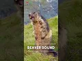 Download Lagu Suara Berang-berang Asli | Kualitas Tinggi | Pengalaman Suara Berang-berang yang Aneh! | 4K Ultra HD #shorts