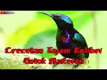 Download Lagu CRECETAN TAJAM KOLIBRI NINJA UNTUK MASTERAN SUARA JERNIH+JEDA