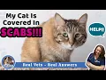 Help My Cat Is Covered In Scabs - Vet Advice