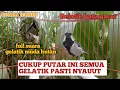 Download Lagu Gelatik Batu Gacor || cukup putar ini semua gelatik pasti nyauut full suara gelatik muda hutan !!