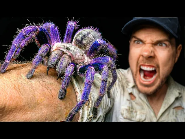 Video: Venomous BLUE TARANTULA Caught in Asia!