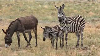 what happens when a donkey mates with a zebra