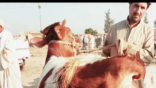 انخفاض اسعار البقر القنيه تحت عشر من داخل سوق سيدي غازي بالبحيرة اسعار المواشي 2025 9 10 