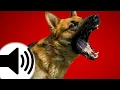 Download Lagu Dogs Barking Sound Effect