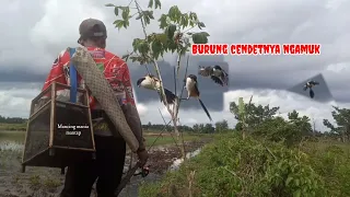 Download Jebakan burung cendet yang susah turun menggunakan batang singkong , BIRD TRAP MP3