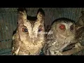 Download Lagu suara pikat burung hantu celepuk kejepit ampuh