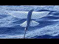 Download Lagu Flying fish with amazing skills to escape sea predators