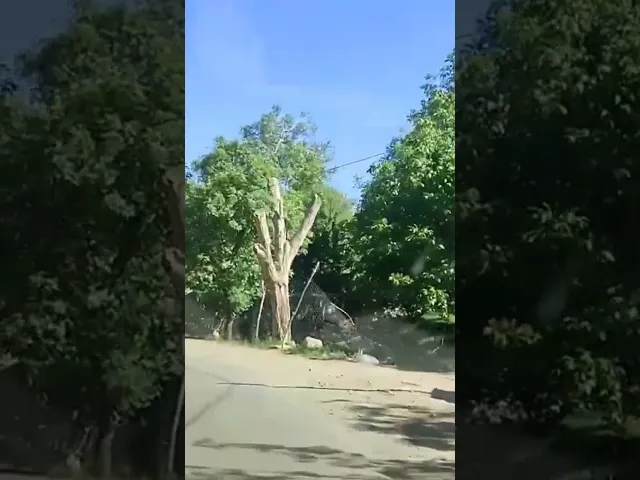 ⁣مرقد السيد عبدالله حفيد زين العابدين عليه السلام.