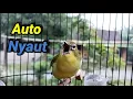 Download Lagu Auto Nyaut...!!! Pleci Ngalas Manggil Pleci Lain