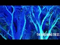 Lagu Dreaming Trees Introduction