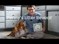 Penny s Cavapoo Litter Reveal