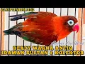 Download Lagu STOK WARNA ANTIQ READY✓25 SEPTEMBER 2025✓ IDAMAN SULTAN \u0026 KOLEKTOR #birds #lovebirds 