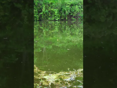 The joy of fishing π #fishing #birds #bird
