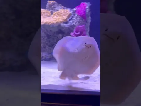 I Bought A 20,000$ Exotic Stingray!