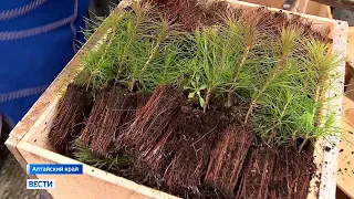 7 тысяч гектаров леса восстановят на Алтае в этом году