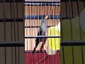Download Lagu jalak rio rio teler  #burung #birds #animalsworld #kicaumania