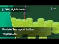 Protein Transport to the Thylakoids Cell Bio Textbooks -