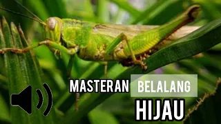 Download SUARA BELALANG HIJAU KECEK JERNIH || AUDIO HD MP3