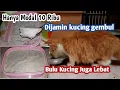 Download Lagu Kucing AUTO gembul | CARA MEMBUAT MAKANAN KUCING AGAR CEPAT GEMUK DAN BULU LEBAT