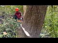 Download Lagu Man vs. Wild Trees: Conquering a Huge \u0026 a Roadside Risk!
