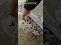 Download Lagu Rescue mission: Over 100+ Starfish safely returned to their home 🥺