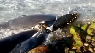 خبر عاجل في شاطئ تيقزيرت في تيزي وزو وجدوا 4 حوت العنبر ضخم جدا Les Cachalot Aujourd Hui à Tigzirt ر 