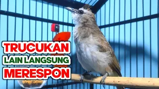 Download Suara Trucukan GACOR ROPEL PANJANG cocok untuk MASTERAN dan PANCINGAN burung trucuk bahan/ bakalan MP3