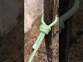 How To Tie A Rope Around The Tree
