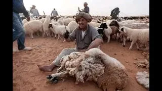 اهازيج موسم الجز الزاز بالجنوب التونسي 