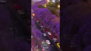 شارع الفن في أبها البهية سحر الألوان في قلب الطبيعة السعودية 