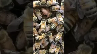 La Voix De La Reine Des Abeilles صوت ملكة النحل 
