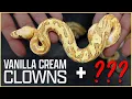 New Vanilla Cream Clown Combos