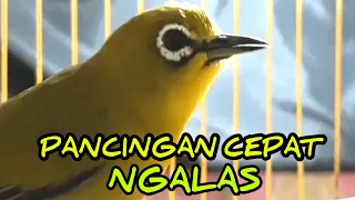 Download jenis pleci apapun akan cepat ngalas dan buka paruh dengan pancingan pleci ini. MP3