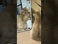 Download Lagu Berikan aku masa kecil yg bahagia 🙁 #kucing #cats #animalcomedy  #animals