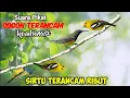 Download Lagu Suara Pikat Sogon Kombinasi Burung Sirtu Ribut Terancam