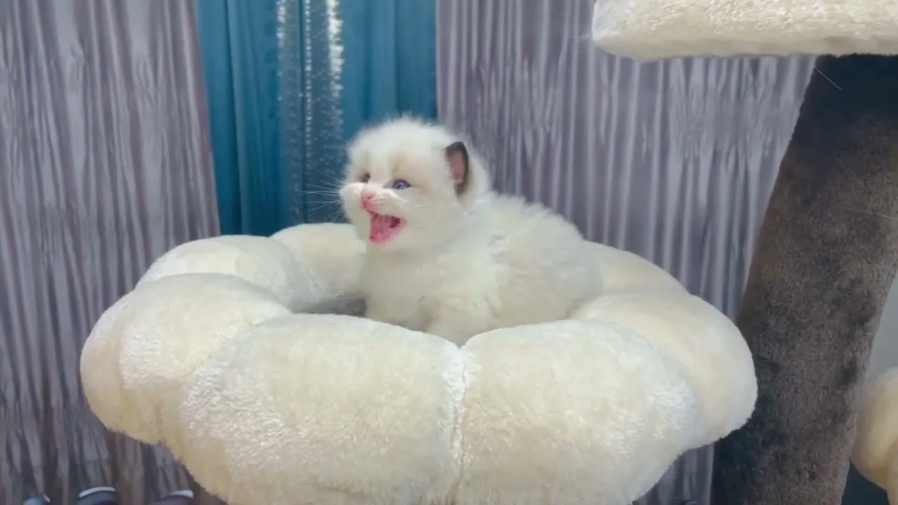 動画