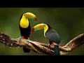 Download Lagu ➡️Artista: Chitãozinho \u0026 Xororó   🎵Música: Obras de poeta.