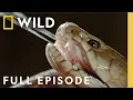 Africa's Most Dangerous Snakes (Full Episode) | World's Deadliest Snakes | Nat Geo Animals