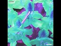 Intrinsic - Odd Mob