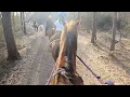 Horse Riding in Houston Texas Cypress Trail Horse Riding Horse Riding